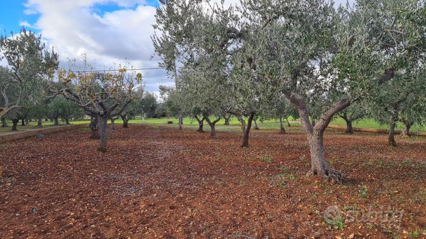 Terreno agricolo: Uliveto