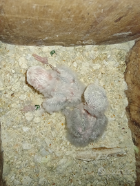 Pulli inseparabili e calopsitte