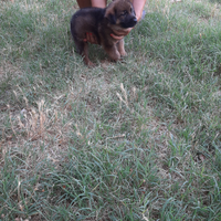 Cuccioli di pastore tedesco