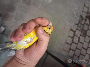 Caedellino giallo