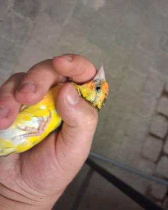 Caedellino giallo