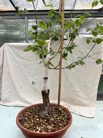 Pre bonsai BETULLA
