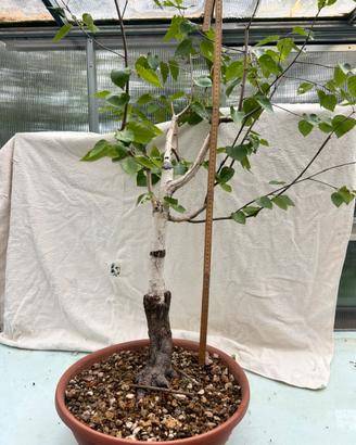 Pre bonsai BETULLA