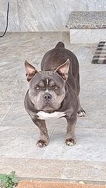 American bully exotic pocket