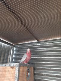 Cacatua rosei capilla