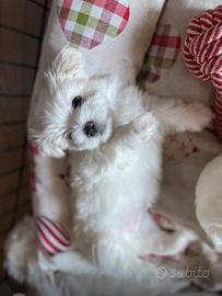 Cuccioli di maltese