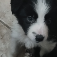 Border collie