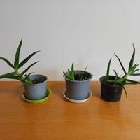 Piante di Aloe arborescens