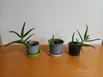 Piante di Aloe arborescens