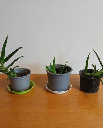 Piante di Aloe arborescens