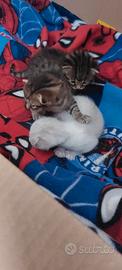 3 teneri cuccioli