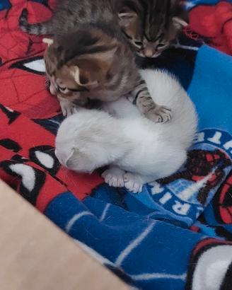 3 teneri cuccioli