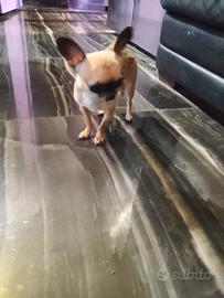 cret chihuahua mini Toy 