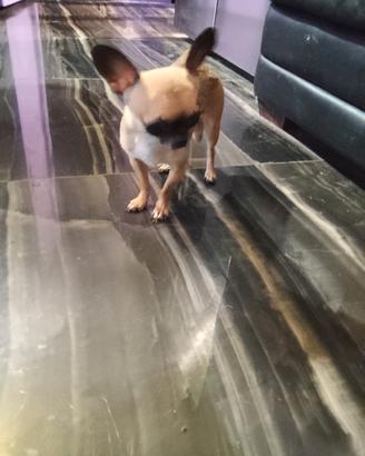 cret chihuahua mini Toy 