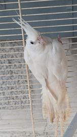 Calopsiti femmine
