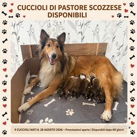 cuccioli pastore scozzese 