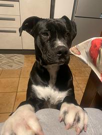 Cane incrocio corso-amstaff