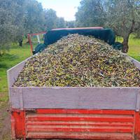 olio varietà coratina