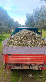 olio varietà coratina