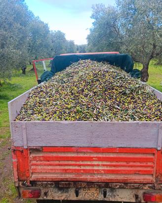 olio varietà coratina