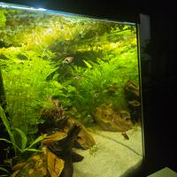 Acquario praticamente nuovo 60 litri 