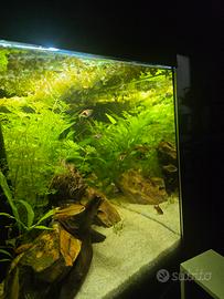 Acquario praticamente nuovo 60 litri 