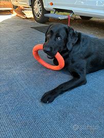 Labrador pronto per monta