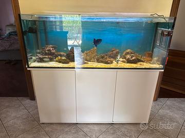 Acquario