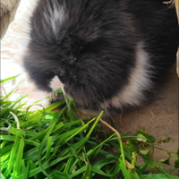 Coniglio nano pelo d'angora