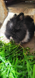 Coniglio nano pelo d'angora