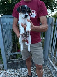 Cucciolo jack russell per pinscher