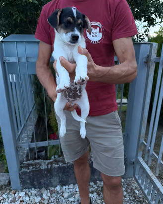 Cucciolo jack russell per pinscher