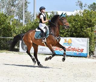 Cavallo