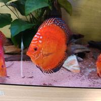 Discus