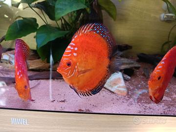 Discus