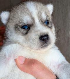 Cuccioli di siberian husky