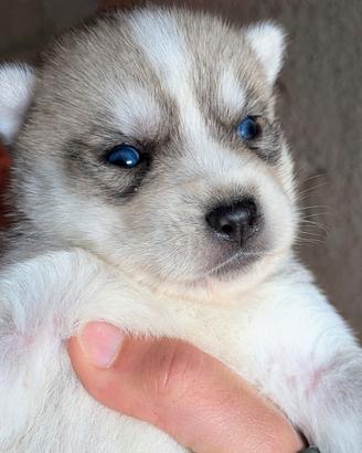 Cuccioli di siberian husky