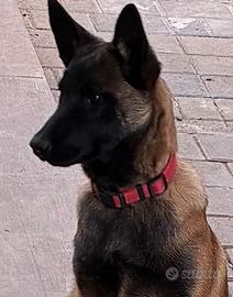 Cucciola Pastore Belga