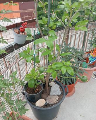 piante di limone 