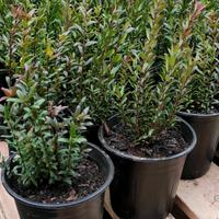 🌿 Mirto Sardo in Vaso Ø16 – Pronto da Piantare