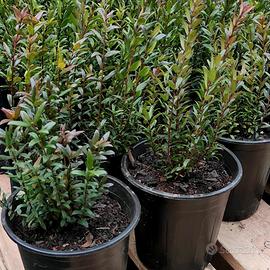 🌿 Mirto Sardo in Vaso Ø16 – Pronto da Piantare