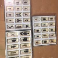 insetti collezione 