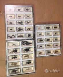 insetti collezione 