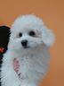 bichon-a-poil-frise