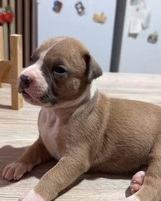 Cucciolata american pitbull terrier