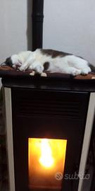 stufa a pellet 