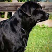 Meravigliosa labrador retriever