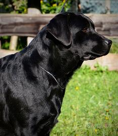 Meravigliosa labrador retriever