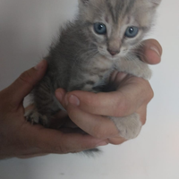 Gattine cucciole per adozione