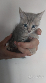 Gattine cucciole per adozione